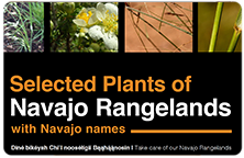 Close up of four different types of plants that grow in the Navajo Rangelands with title of below the plants.