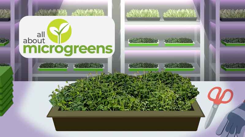 Image from Microgreens website