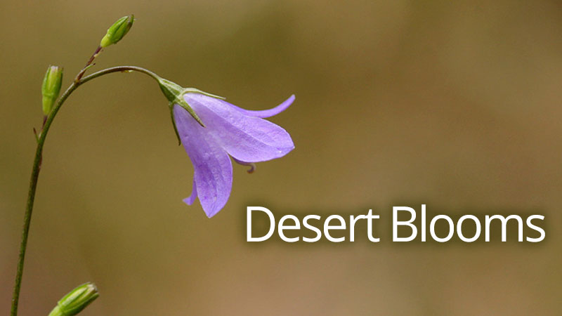 Desert Blooms banner