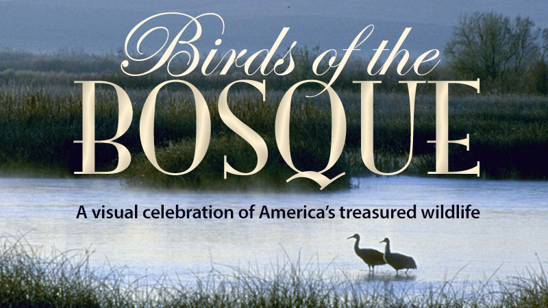 Birds of the Bosque banner image