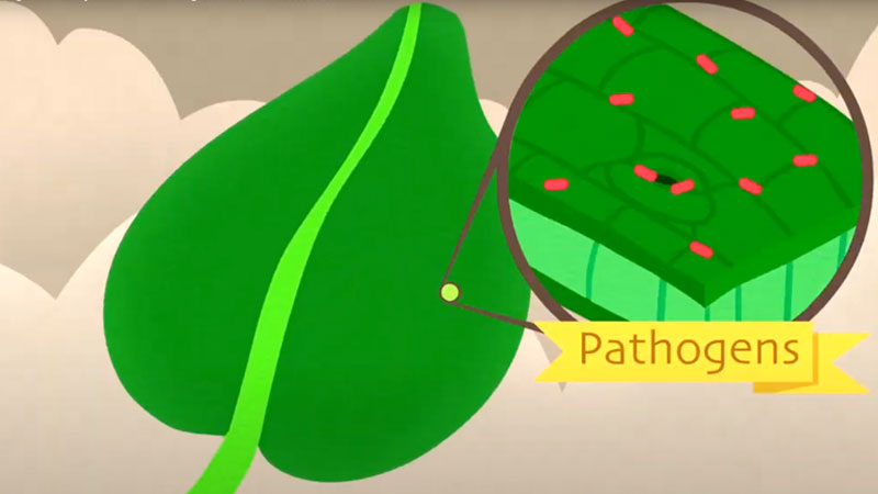 Pathogens on Leafy Greens banner image