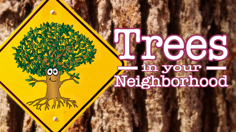 Trees in Our Neighborhood banner image