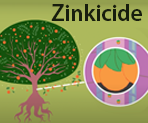Zinkicide, illustration of orange tree with oranges and Huanglongbing (HLB).